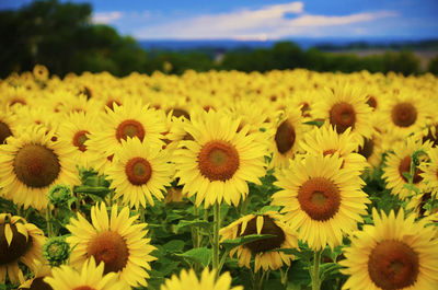 Close-up of sunflowers on field
