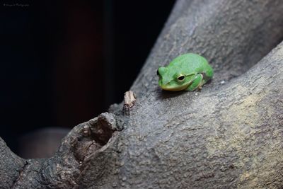 Close-up of lizard