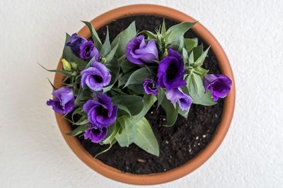 High angle view of purple potted plants