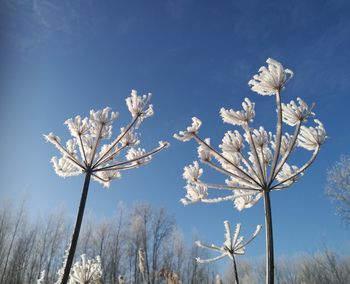 Low angle view of blooming tree against sky