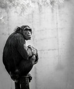 Close-up of monkey sitting on wooden post