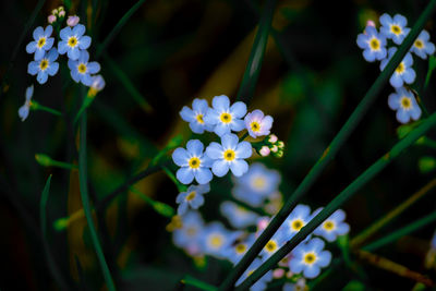 Close-up of white and blue flowering plants