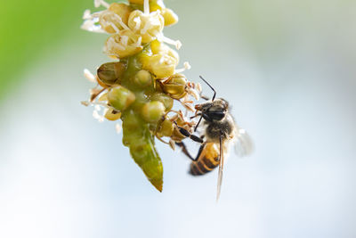 Close-up of bee pollinating on flower