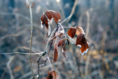 Close-up of dried plant