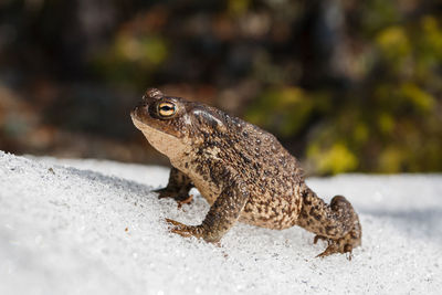 Close-up of toad at beach