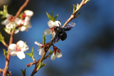 Close-up of flower on branch