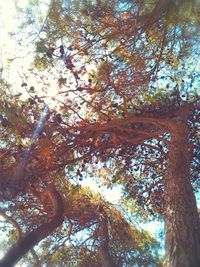 Low angle view of trees