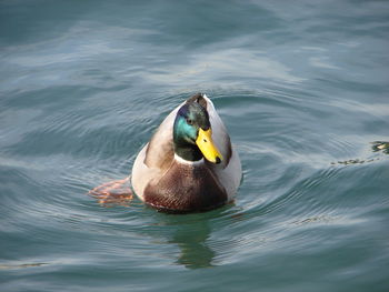 Bird swimming in water