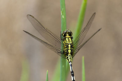 Close-up of dragonfly