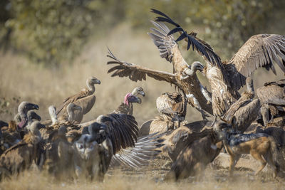 Flock of vultures scavenging on a field