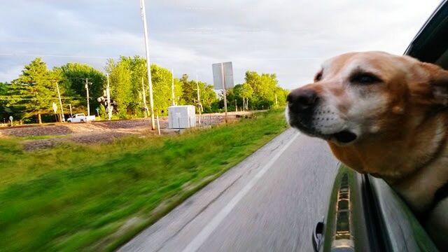 dog, domestic animals, pets, one animal, sky, mammal, animal themes, transportation, grass, cloud, cloud - sky, tree, day, mode of transport, outdoors, land vehicle, road, car, building exterior, no people