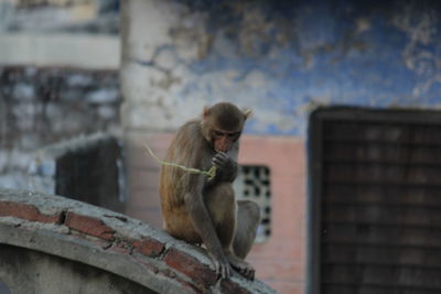Lion sitting on wall