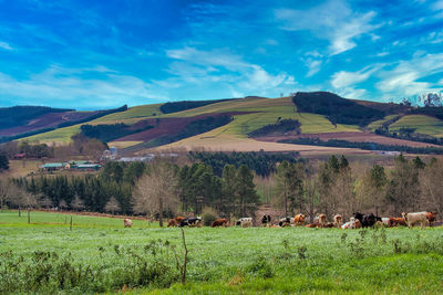 Scenic view of landscape against sky
