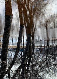 Bare trees by lake during winter
