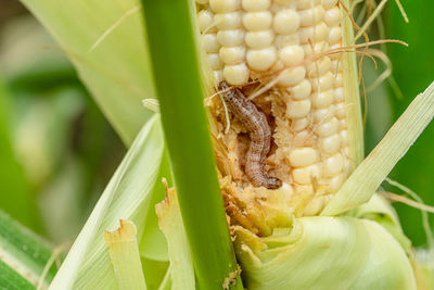 Close-up of lizard on plant