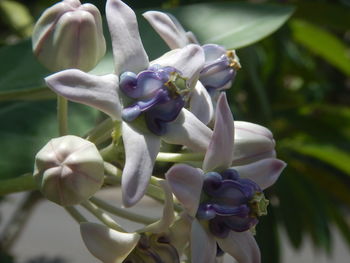 Close-up of white flowering plant