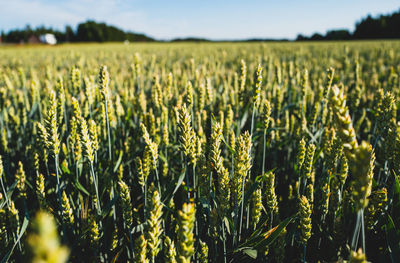 Close-up of barley field