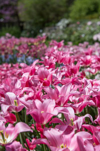 Close-up of pink flowering plants in garden