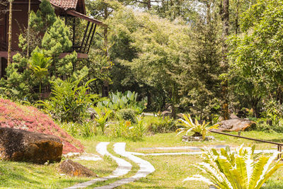 Trees and plants in park