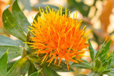 Close-up of orange flowering plant