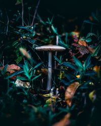 Close-up of mushroom growing on field