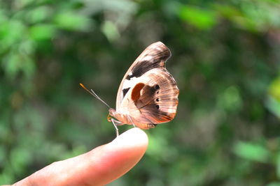 Close-up of butterfly perching on hand