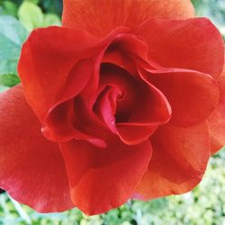 Close-up of red flower blooming outdoors