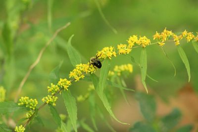 Close-up of bee on yellow flower