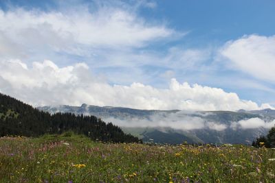 Scenic view of field against sky