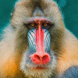 Close-up portrait of monkey