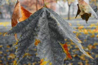 Close-up of leaves against sky