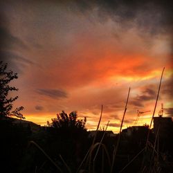 Silhouette of trees against dramatic sky