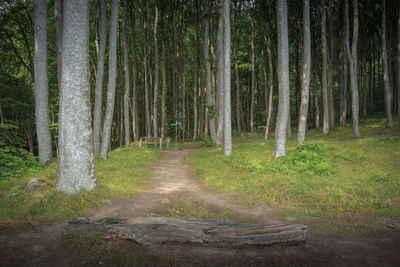 View of trees in forest