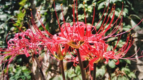 Close-up of pink flowers growing outdoors