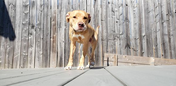 Portrait of dog on wooden fence