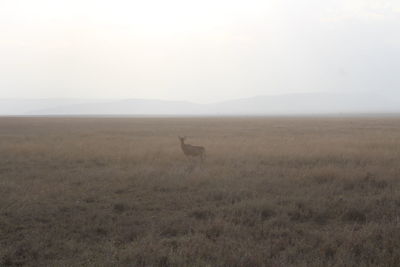 View of a horse on field