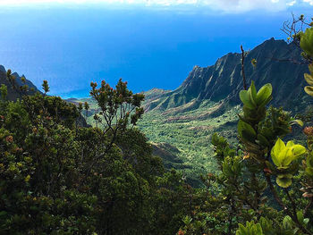 Cactus growing by sea against sky
