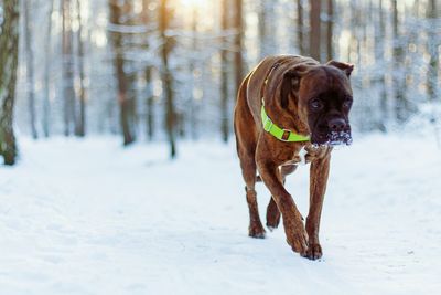 Dog on snow field