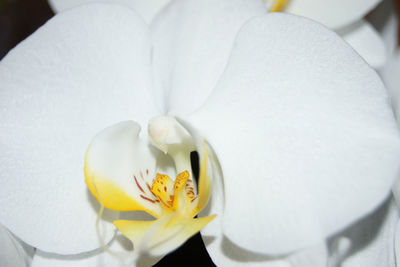 Close-up of white orchid