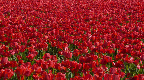 Full frame shot of red tulips on field