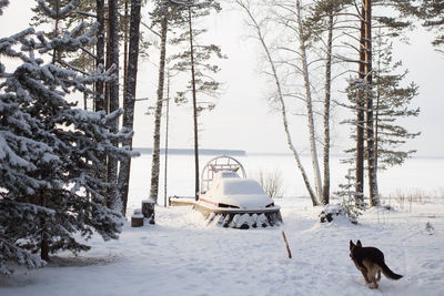 Dog on snow covered landscape