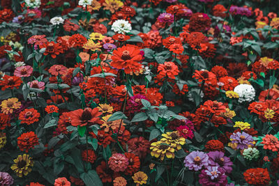 Full frame shot of flowering plants