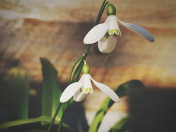 Close-up of white flowering plant