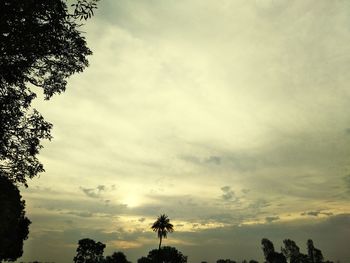 Low angle view of silhouette trees against sky