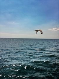 Seagull flying over sea against sky