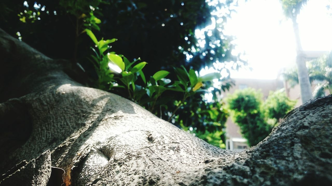 CLOSE-UP OF TREE TRUNK