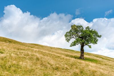 Trees on field against sky