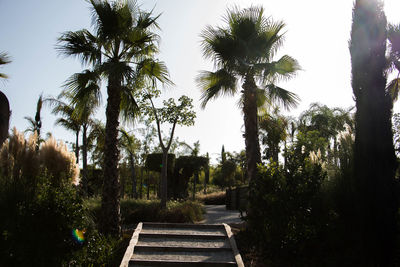 Palm trees against sky