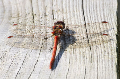 Close-up of spider on wooden table