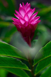 Close-up of water lily